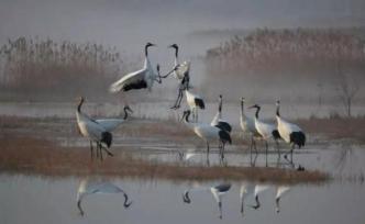 中國(guó)又一新的世界遺產(chǎn)，為什么會(huì)是“黃渤海候鳥(niǎo)棲息地”