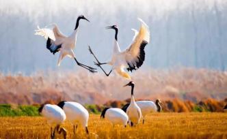 盐城黄海湿地申遗成功，填补了我国滨海湿地类型遗产空白