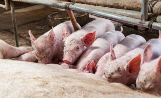 湖南平江回應(yīng)網(wǎng)傳“生豬死亡深埋后被挖出”：已做無害化處理