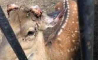 张家口一景区回应麋鹿被割角：防止危险性攻击，鹿角集中管理