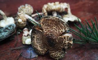 又有2名女子采食野蘑菇中毒，一人意識(shí)恍惚出現(xiàn)肝臟衰竭癥狀