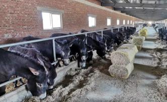 巴林左旗的“養驢經”