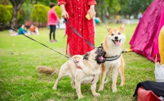 佛山一村庄将文明养狗列入村规：遛狗不栓绳，三代血亲受牵连