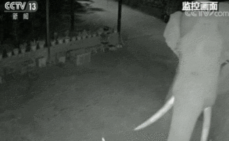 攔截車輛、進(jìn)村入戶，西雙版納一頭野象頻繁擾民被捕獲