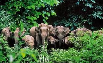 云南人象 | 共居中的矛盾與沖突