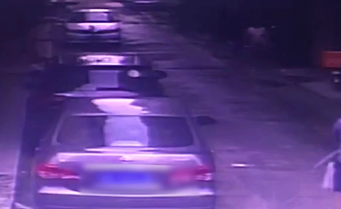 天降大狗砸烂车窗，狗主人：它自己跳的