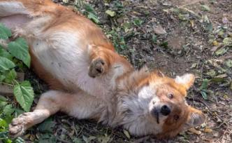 尋訪傳說中的神農神犬：能集群戰(zhàn)虎，卻神秘消失