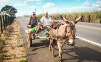阿膠需求下，巴西一場關(guān)于驢皮和驢肉的討論