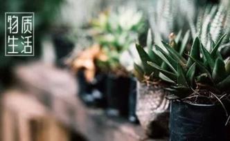 年輕人，為什么你養不活一株多肉?