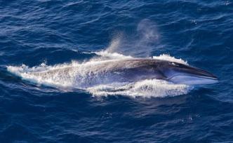 地球的一半︱日本恢復(fù)商業(yè)捕鯨，對世界意味著什么？