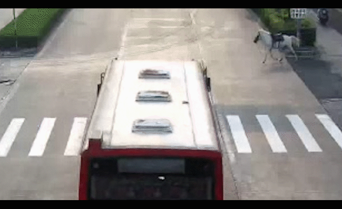 白馬受驚沖出兒童樂園，遭公交車撞死