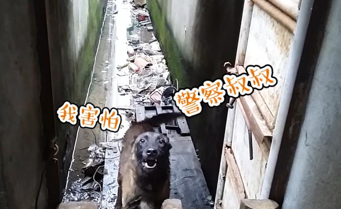 這不是段子！醉漢持刀跟狗打架劃傷狗主