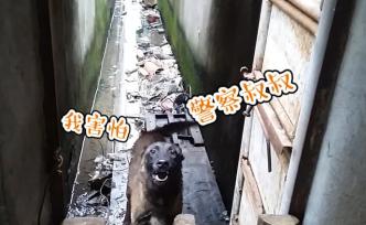 這不是段子！醉漢持刀跟狗打架劃傷狗主