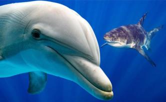 海豚VS鯊魚(yú)：誰(shuí)才是減阻大師？