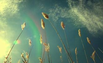 陕西两未成年女生殴打女同学并录制视频传播，警方已介入调查