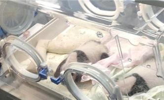 世界罕見！重慶動(dòng)物園兩只大熊貓同日生下雙胞胎幼崽