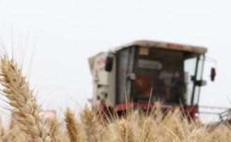 河南夏糧總產(chǎn)量749.08億斤再創(chuàng)新高，實(shí)拍小麥?zhǔn)斋@場景