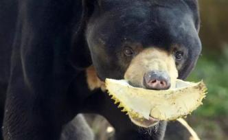 廣州動物園的這對馬來熊夫婦戲真多……