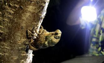 知了猴因數量減少價格上漲，農民夜里鉆果園，一晚才抓十幾個