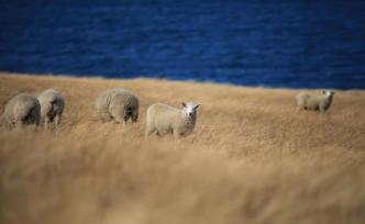 我月入一萬，全被薅了羊毛