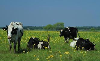 乳制品抽檢合格率連續(xù)3年超99%，三聚氰胺連續(xù)十年零檢出