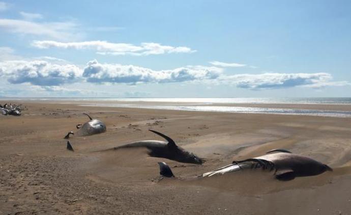 死于脫水？冰島沙灘發(fā)現(xiàn)50余具鯨魚尸體