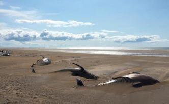 死于脫水？冰島沙灘發(fā)現(xiàn)50余具鯨魚尸體