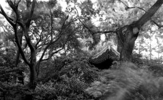 城市漫步·影集｜在上海的兩座園林中