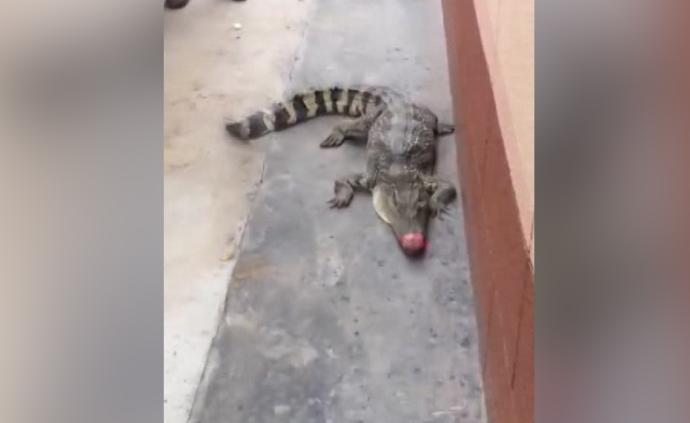 小区现鳄鱼,市民踢了两脚才发现是真的