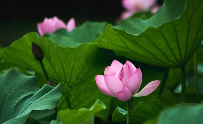 大暑知多少：赤日幾時(shí)過，清風(fēng)無處尋