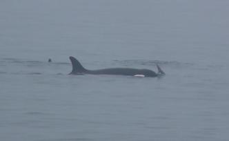 烟台长岛海域发现鲸群，体长均超10米