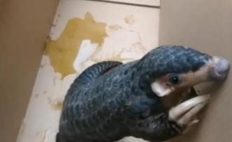 為救“牢底坐穿獸”，民警破拆馬桶