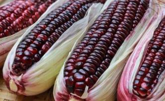 被“妖魔”的转基因｜什么是转基因作物？能靠外观判断吗？