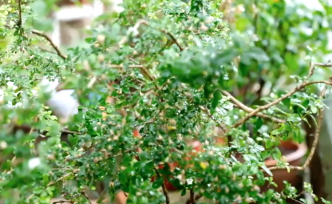 你的地方·漫步｜翠綠掩映下，一條高郵路