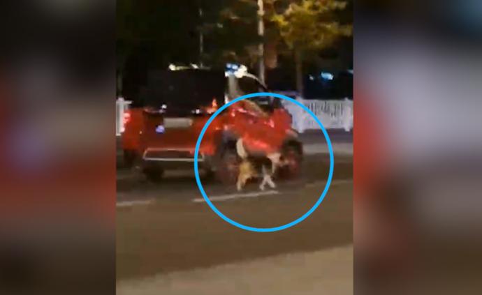 神操作！司机在车流中以8公里时速遛狗