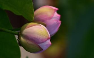 东方园林：拟筹划控制权变更事项，7月30日起临时停牌