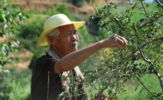 7旬老人冒酷暑徒手摘花椒：這是流血又流汗的活，麻煩得很