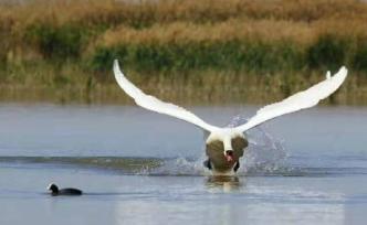幸福美丽新边疆︱生态补水洗净乌梁素海