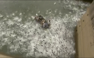 美國(guó)亞洲鯉魚泛濫，政府邀媒體看電擊
