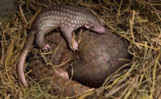 國(guó)家林草局：我國(guó)正在研究將穿山甲保護(hù)級(jí)別提升至國(guó)家一級(jí)