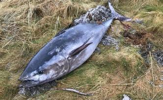 日本再提議增加藍(lán)鰭金槍魚(yú)捕撈配額，去年提議遭美國(guó)等國(guó)否決