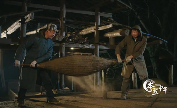 苦熬七年,药农以汗水成就顶级黄连