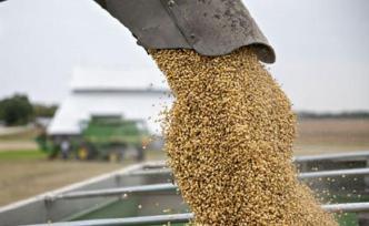 新华时评：言而无信害人害己，中企暂停农产品采购责任在美方