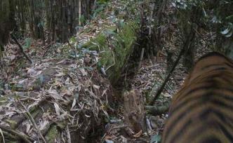 我國科研人員首次在西藏墨脫野外拍攝到孟加拉虎活體照片