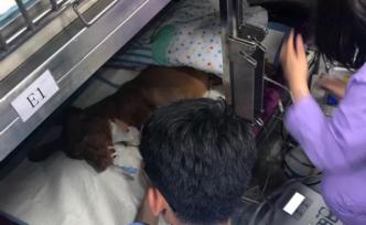 “孤独经济”中的百亿市场：你会为宠物花多少钱看病？