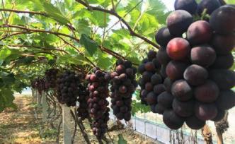 讓吃貨們念念不忘的“酒香葡萄”，他用了九年時(shí)間來“打磨”