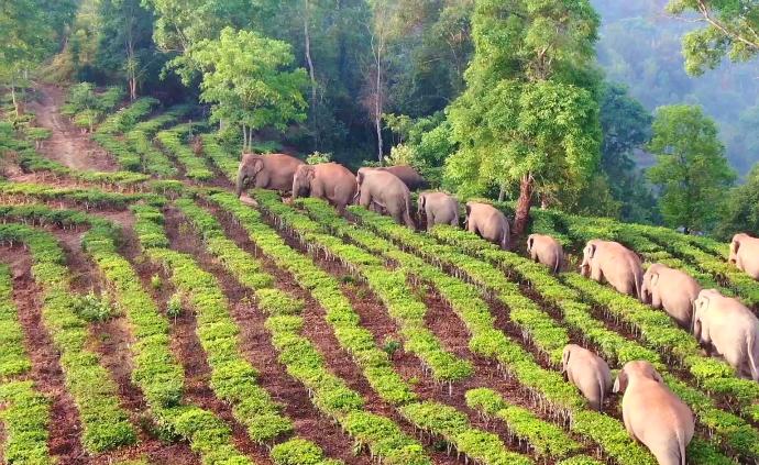 云南野象村：从死伤20多人，到为它们建立栖息地