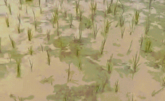 廣西橫縣陶圩鎮(zhèn)就“煲粥地”作說明：鋪設(shè)光纖時(shí)塑料管道漏氣