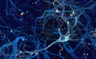 加拿大研究顯示：恐懼會(huì)改變動(dòng)物腦神經(jīng)回路并影響行為習(xí)慣