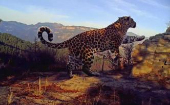 华北豹闯入农户羊圈捕食：河北平泉发现我国华北豹最北分布点